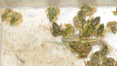 Pelophylax chosenicus