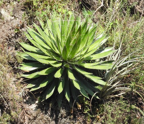 Thread-leaf Agave (Agave schidigera)