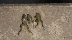 Pelophylax chosenicus