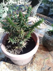 Austrocylindropuntieae