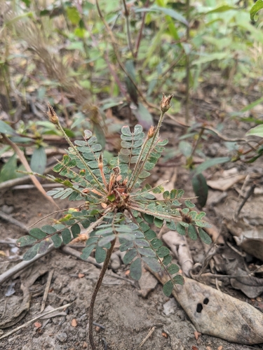 Biophytum umbraculum