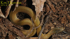 Hebius vibakari