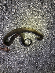 Nerodia fasciata × clarkii