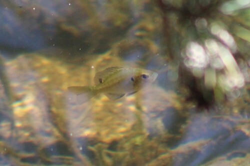Flier (Centrarchus macropterus) — Centrarchidae