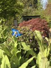 Meconopsis betonicifolia
