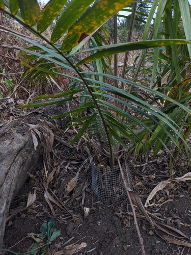 African oil palm