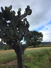 Opuntia hyptiacantha