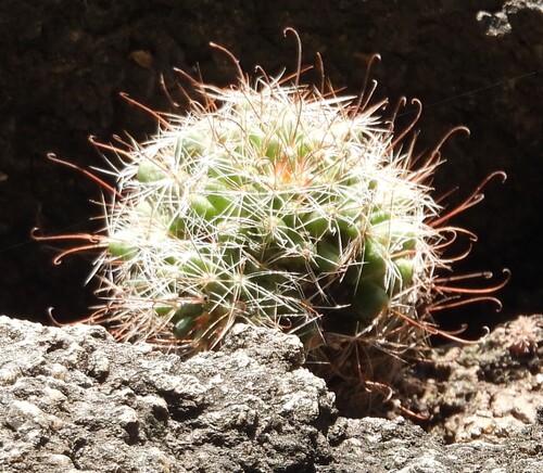 Mammillaria mathildae