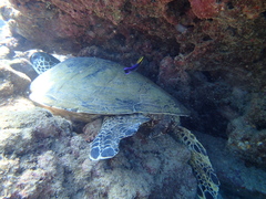 Labroides phthirophagus