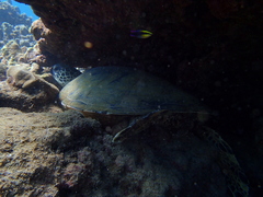 Labroides phthirophagus