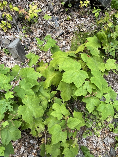 Rubus odoratus