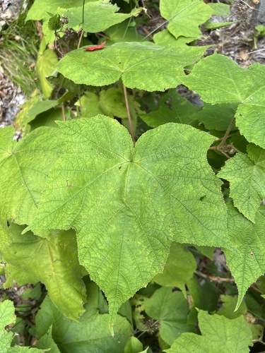 Rubus odoratus