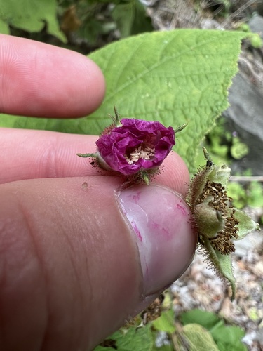Rubus odoratus