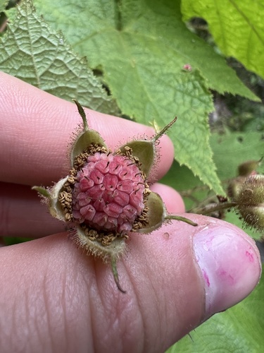 Rubus odoratus