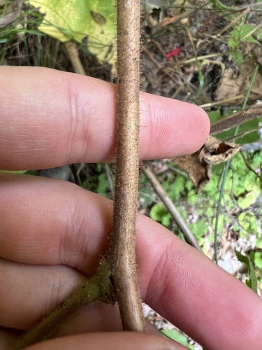 Rubus odoratus