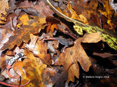 Salamandrina perspicillata