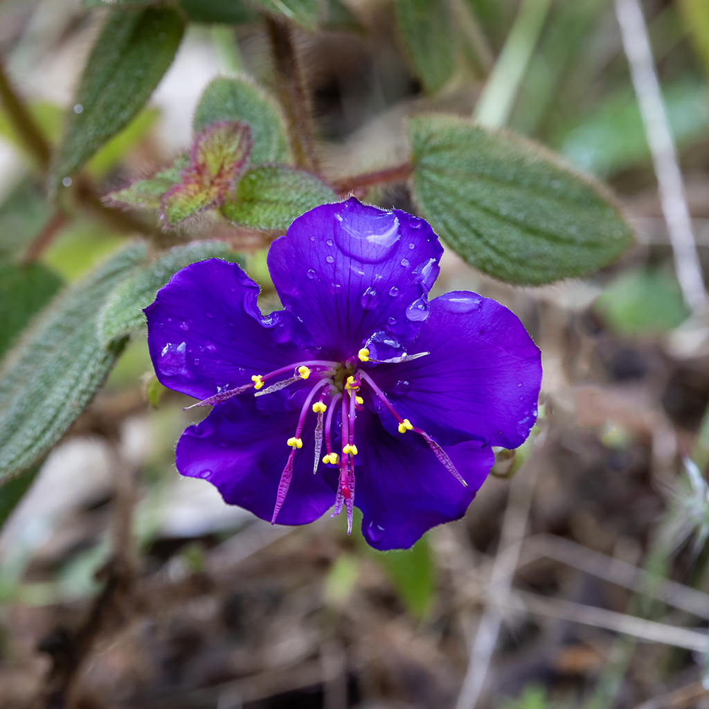 Chaetogastra laxa; photograph Dan Vickers, CC BY, iNaturalist via GBIF