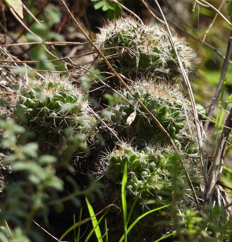 Mammillaria mathildae