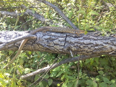 Gerrhonotus liocephalus