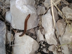 Orthoporus flavior