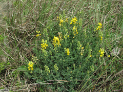 Crotalaria dura
