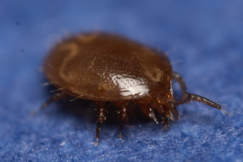 Uroobovella marginata