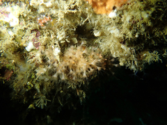 Thrombophyton coronatum