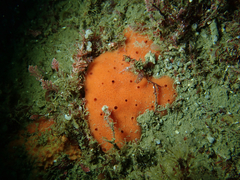 Dragmacidon mexicanum