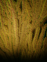 Muricea californica image