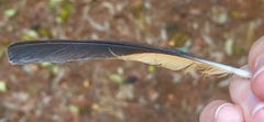 Turdus philomelos