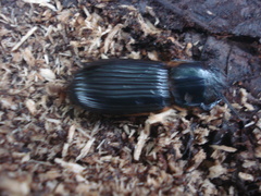 Odontotaenius