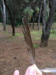 Turdus philomelos