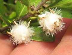 Tricalysia sonderiana