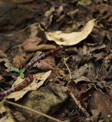 Lampropeltis micropholis