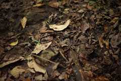 Lampropeltis micropholis