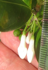 Tricalysia sonderiana