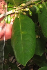 Tricalysia sonderiana