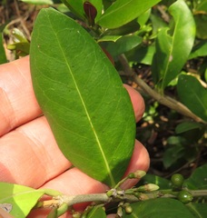 Tricalysia sonderiana