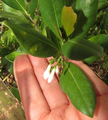 Tricalysia sonderiana