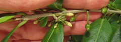 Tricalysia sonderiana