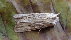 Lithophane leautieri