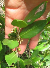 Tricalysia sonderiana
