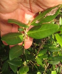 Tricalysia sonderiana