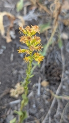 author not stated, no rights reserved Solidago simplex, photograph author not stated, no rights reserved