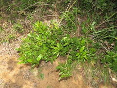 Tricalysia sonderiana