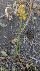 author not stated, no rights reserved Solidago simplex, photograph author not stated, no rights reserved