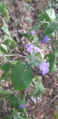 Ruellia paniculata