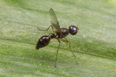 Dicranosepsis
