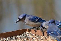 Cyanocitta cristata bromia