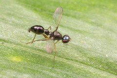 Dicranosepsis